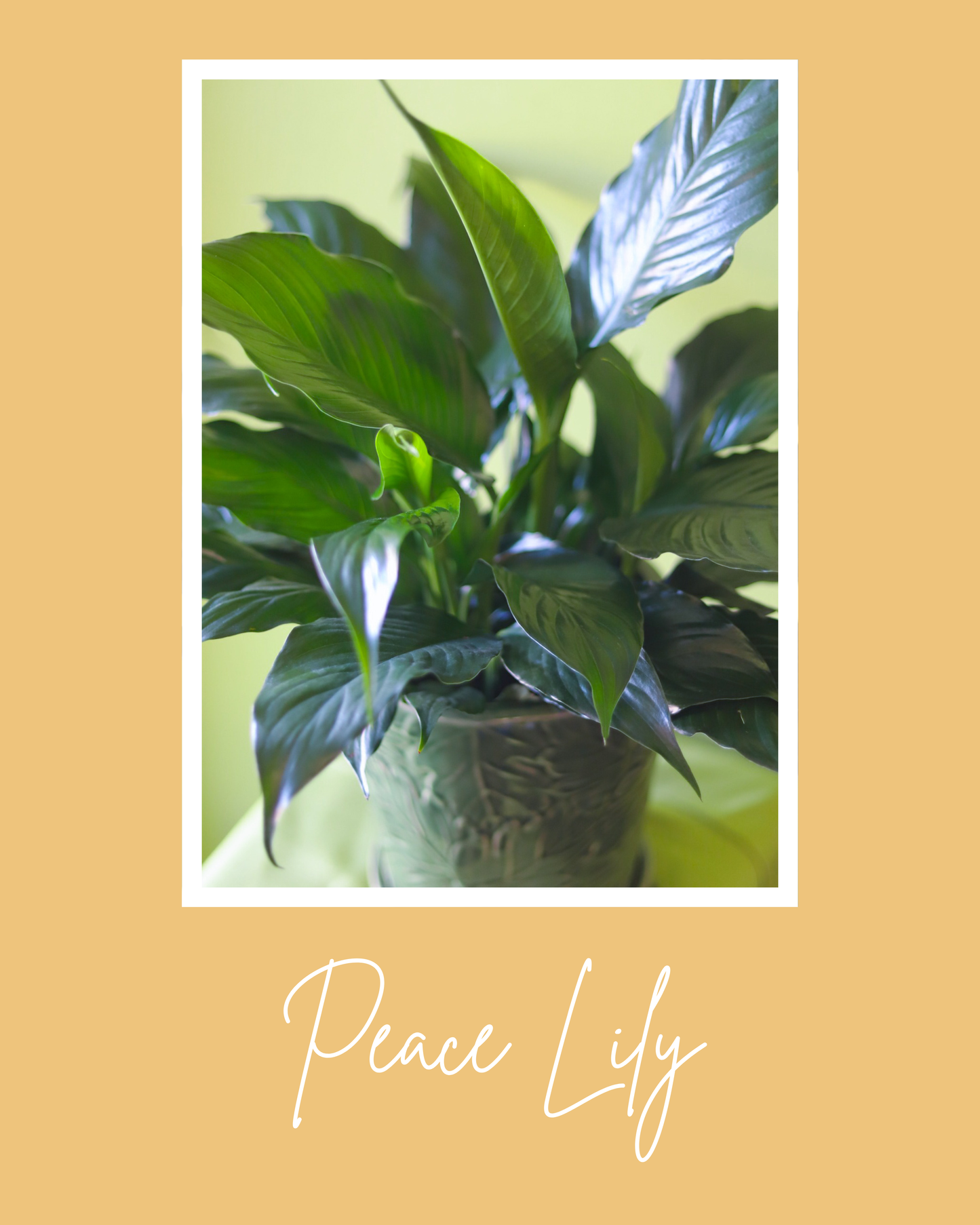 Peace Lily Medium