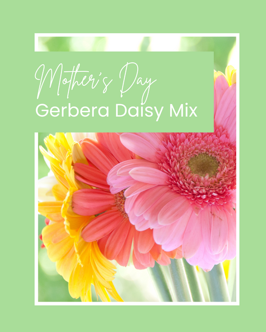 Mother's Day: Gerbera Daisy Mix