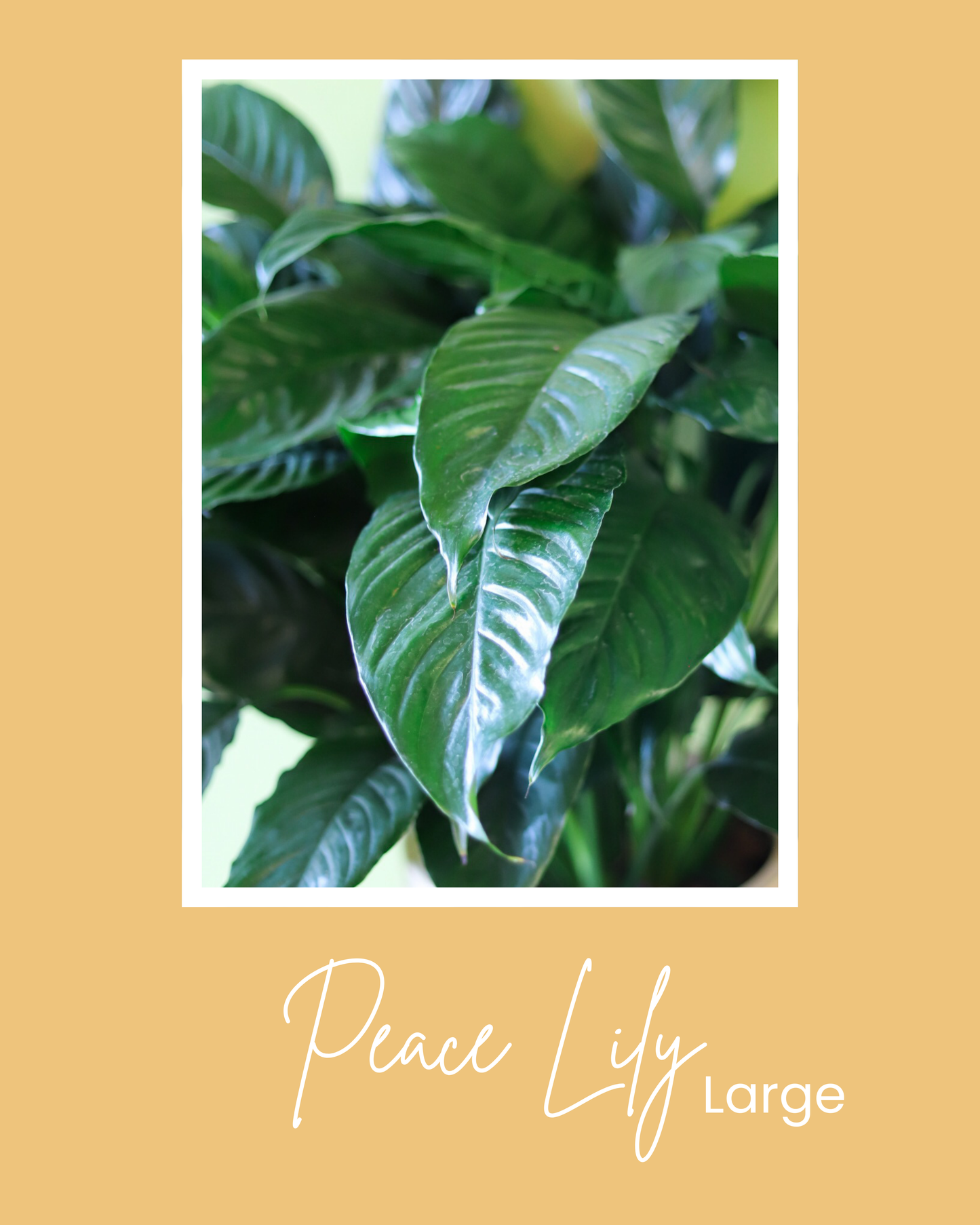 Large Peace Lily