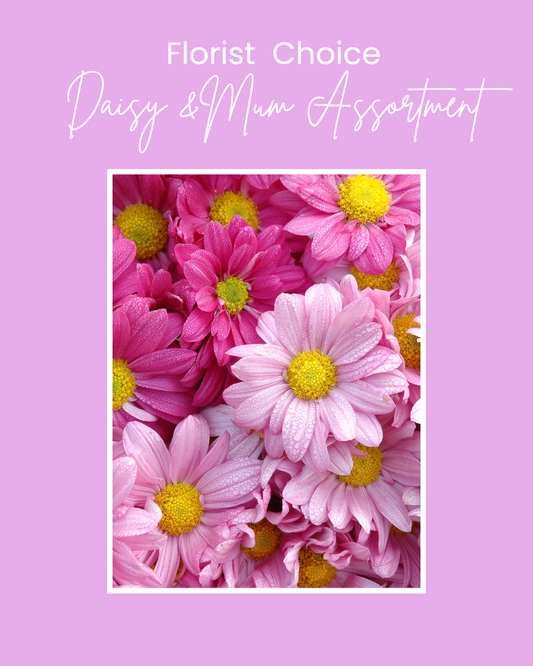 Daisy/Mum Assortment, Florist Choice