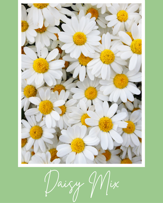 Daisy Mix