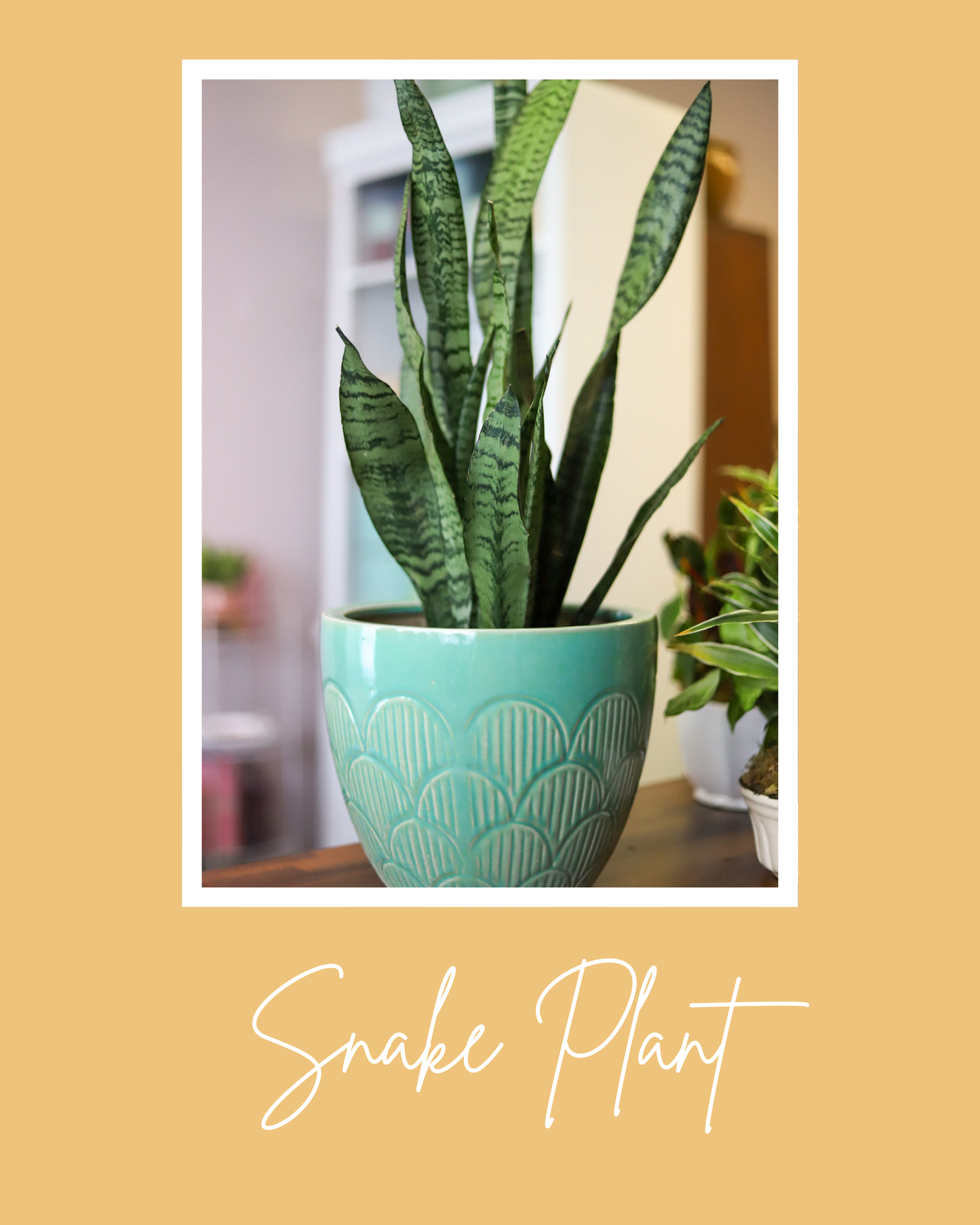 Snake Plant